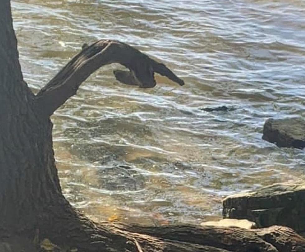 Have You Seen the Creepy Pointing Tree in Cold Spring, New York?