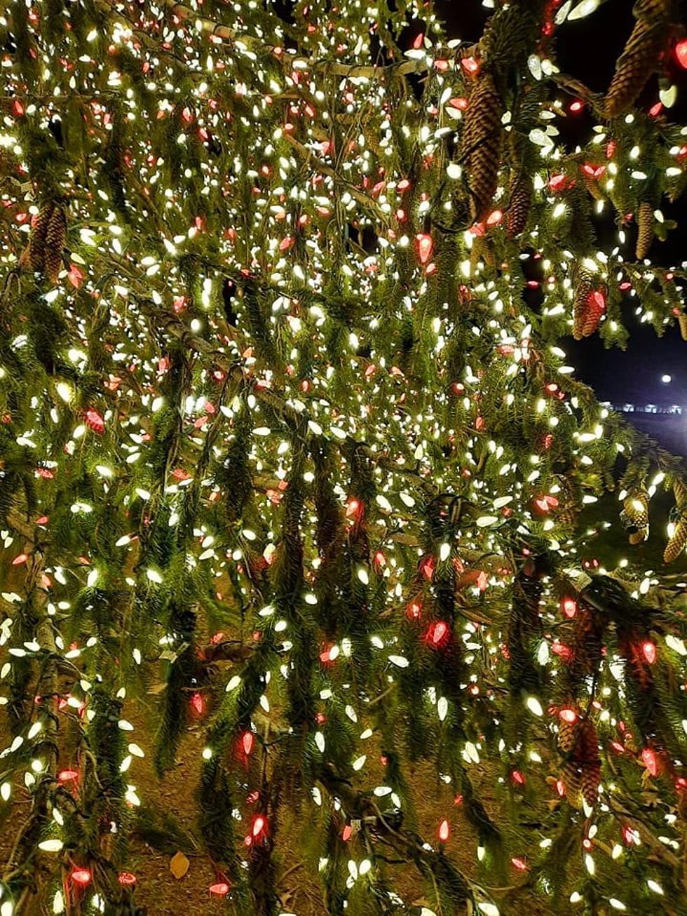 THIS Poughkeepsie Christmas Tree Has 55% More Lights Than Rockefeller