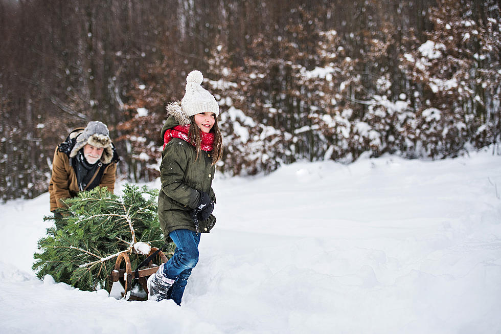 New York is Ranked No. ??? in Christmas Tree Production