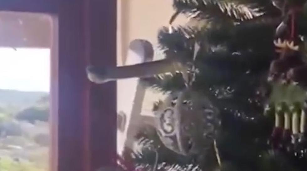 Venomous Snake Crashes Family’s Christmas Festivities