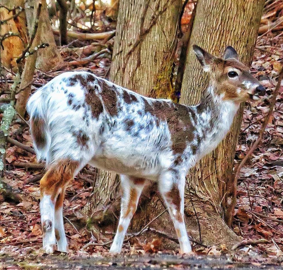 Genetically Abnormal Doe Sighting Baffles Hudson Valley Residents