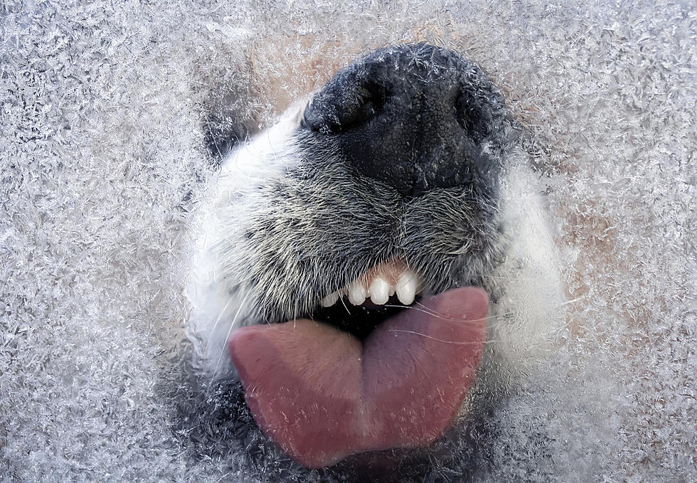 Keep Them Safe: Where to Find Pet-Friendly Ice Melt in the Hudson Valley