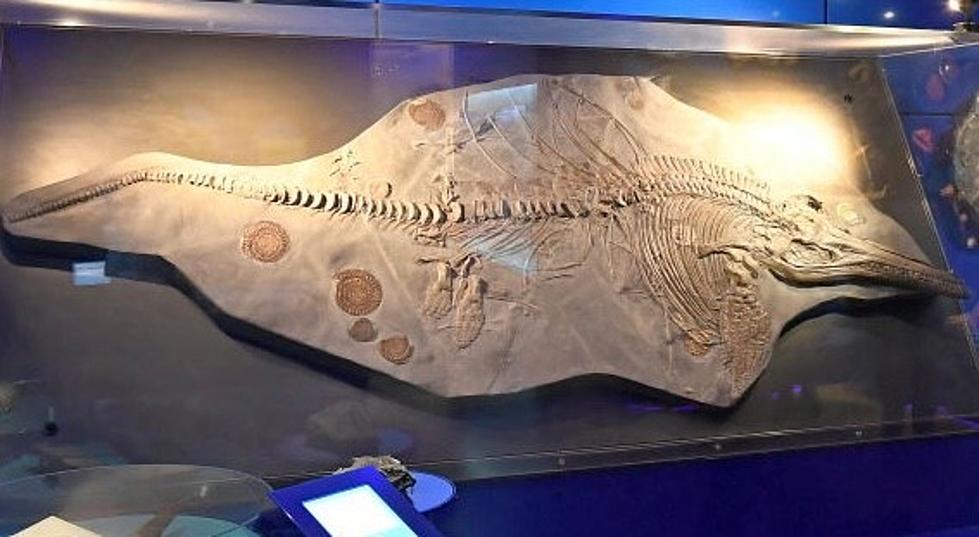 One of the &#8216;Largest Animals Ever&#8217; Used to Swim Off Our Shores and it&#8217;s Terrifying