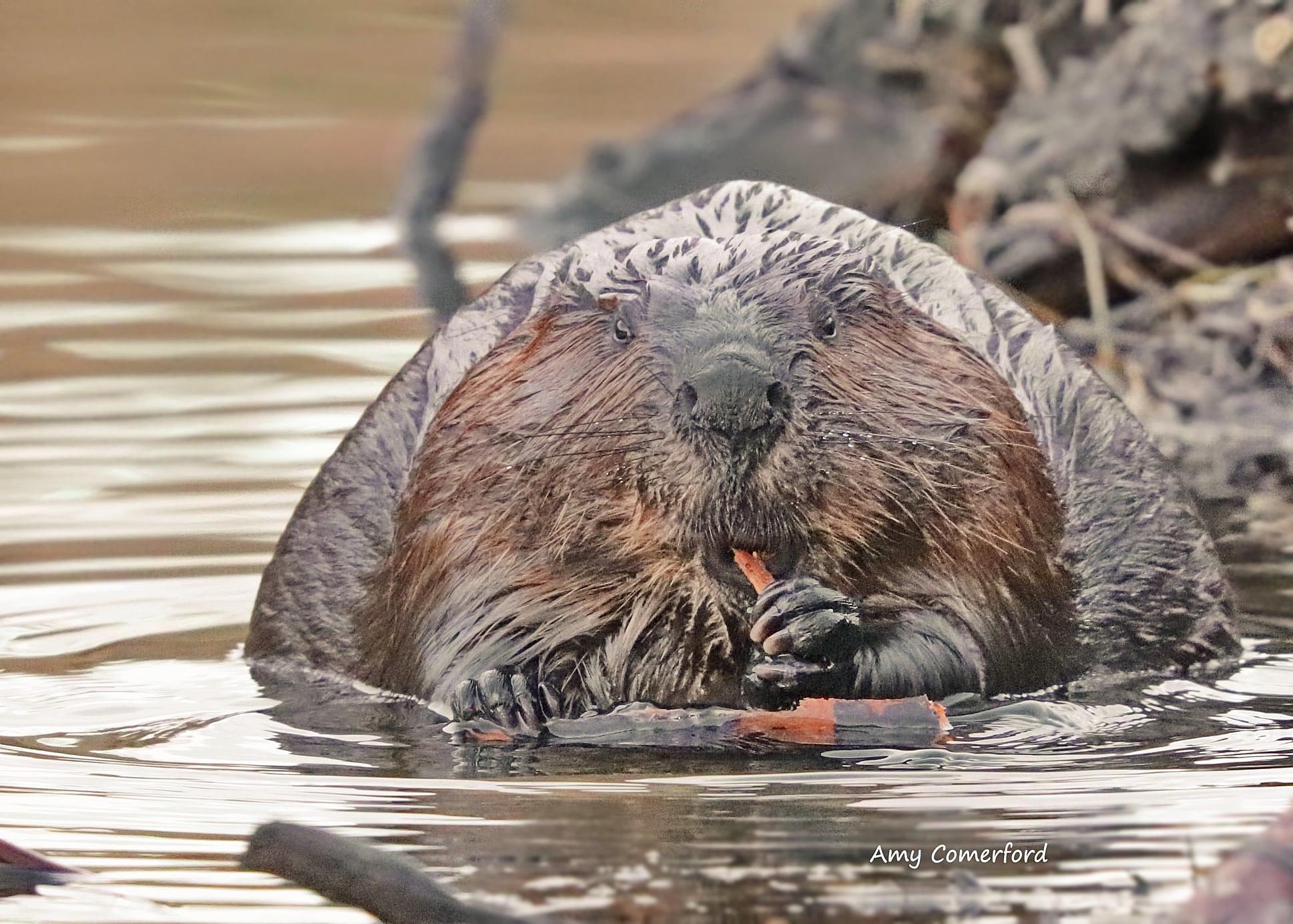 new york animal beaver