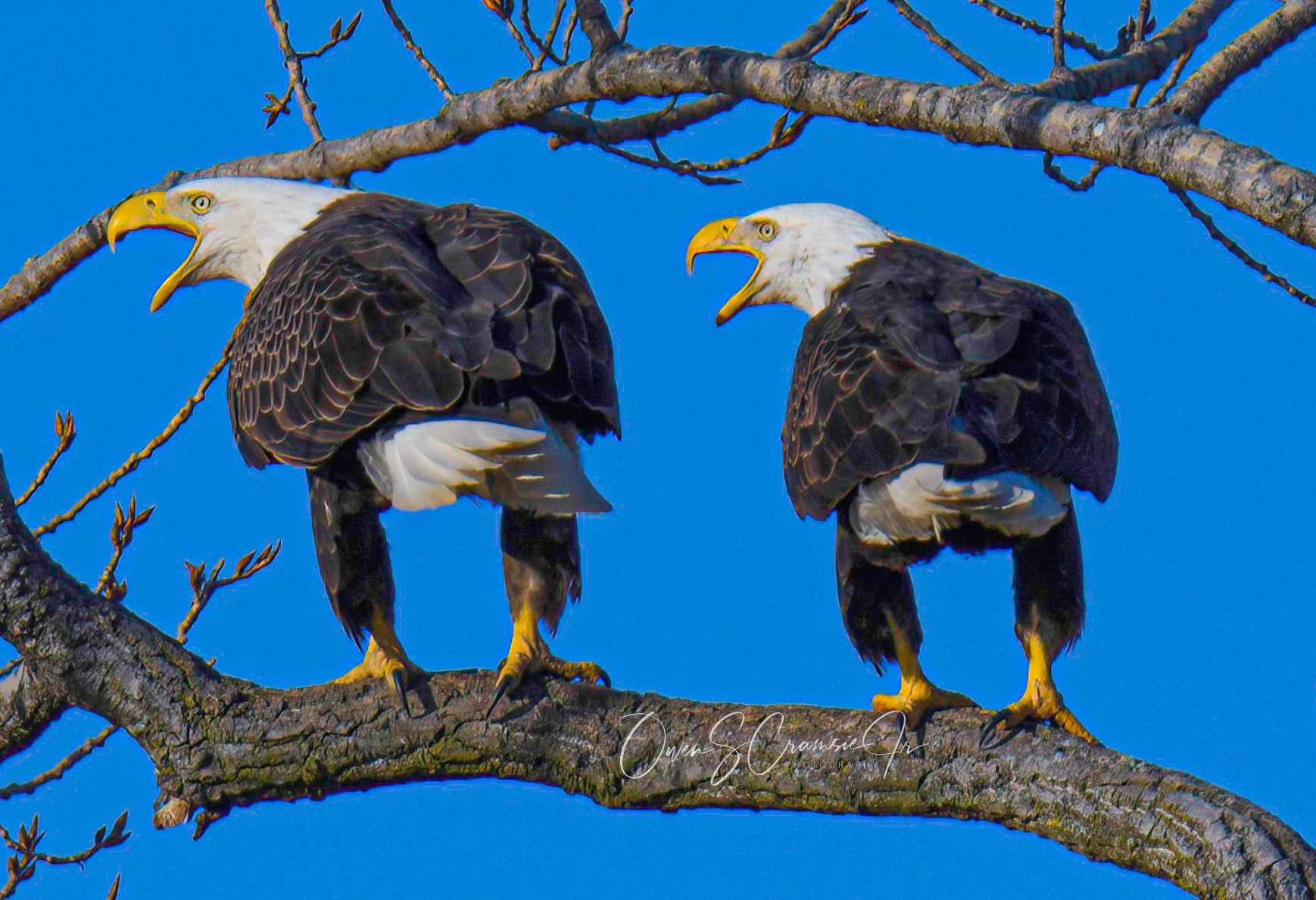 EAGLES/イーグルス/ WANTED/ Berkeley 1973 EAGLES/イーグルス/ WANTED/ Berkeley 1973