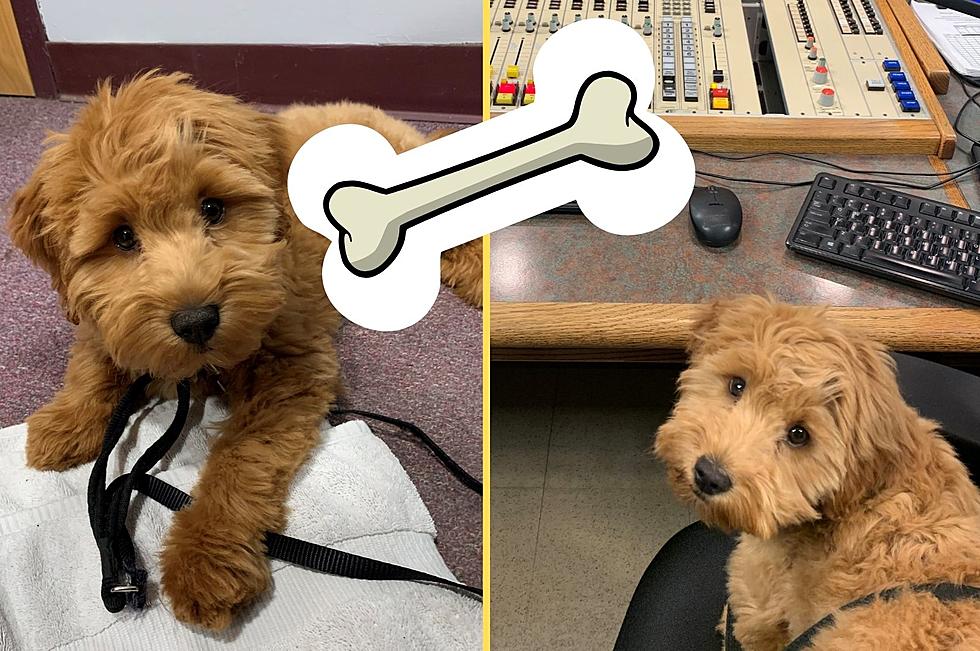 Need a Break? Here&#8217;s 10 Photos of My Goldendoodle at Work