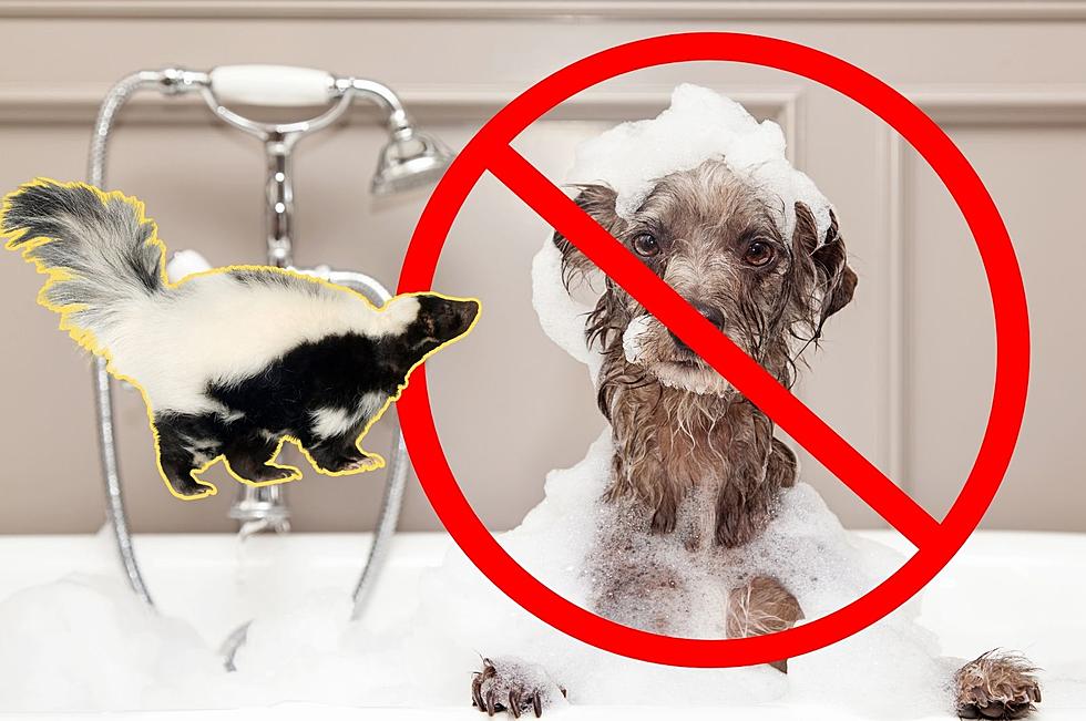 Here’s the Trick if Your Dog Got Sprayed by a Skunk (Don’t Use Water!)