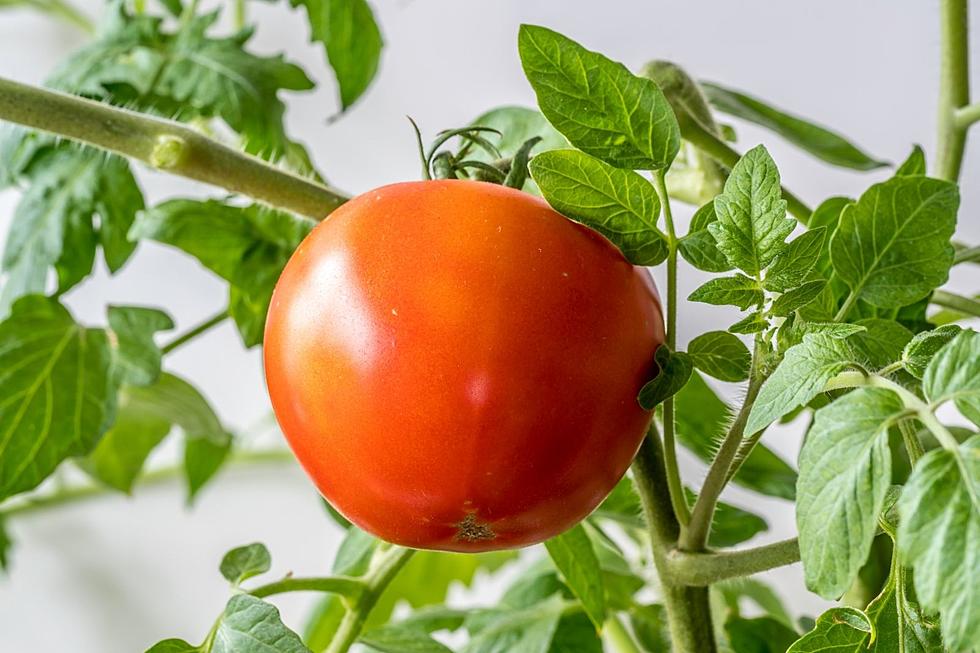 Tom-A-to, Tom-AH-to: Local Greenhouse Offers Repotting Initiative