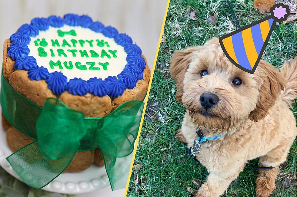 Outrageous: Why Aren’t There Dog Cakes in the Hudson Valley?
