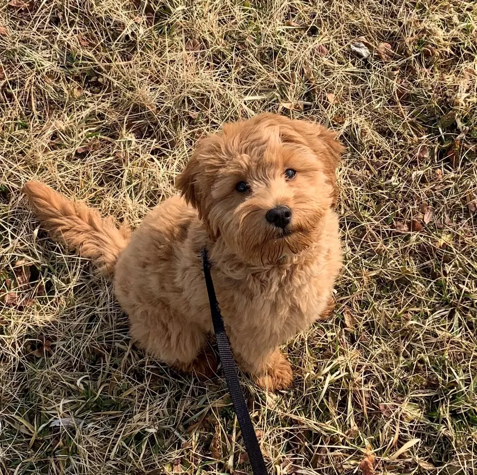 We want to keep our puppy tick-free! (Jonah/TSM)