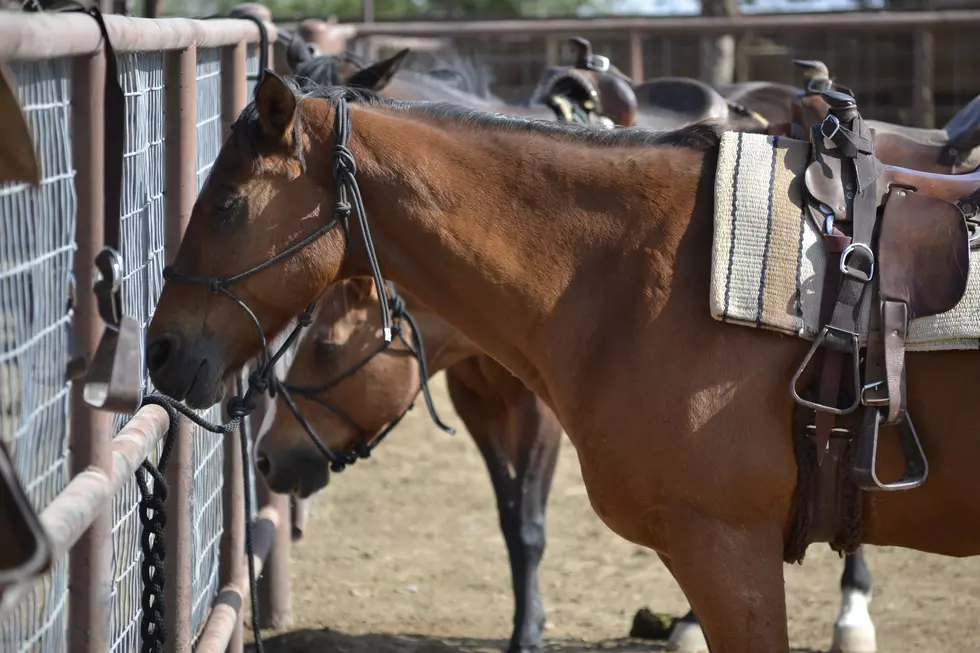 NY Ranch Blasted After Woman Says She Was Too Heavy To Ride Horse