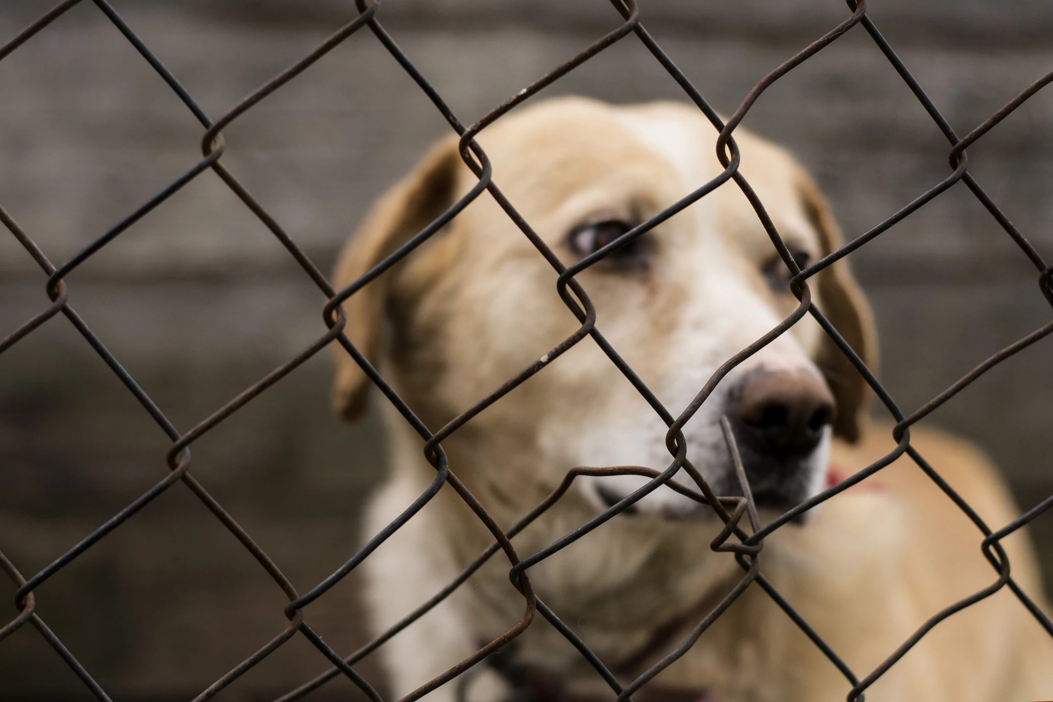 Rescue of SC dog with foot crushed in metal coyote trap goes viral