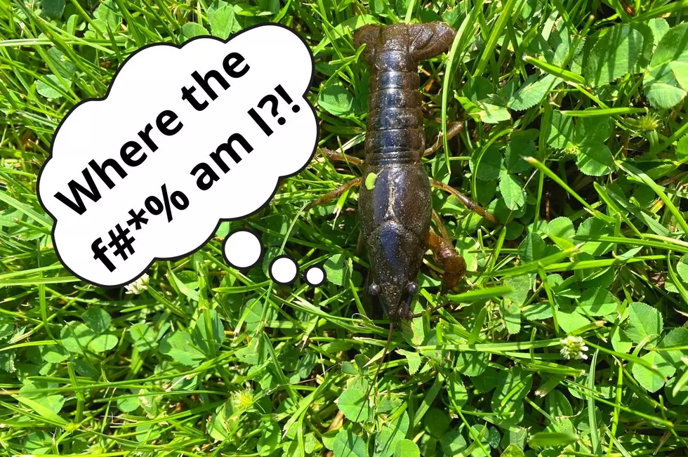 Mystery: Hudson Valley Residents Suddenly Finding Crayfish on Their Lawns