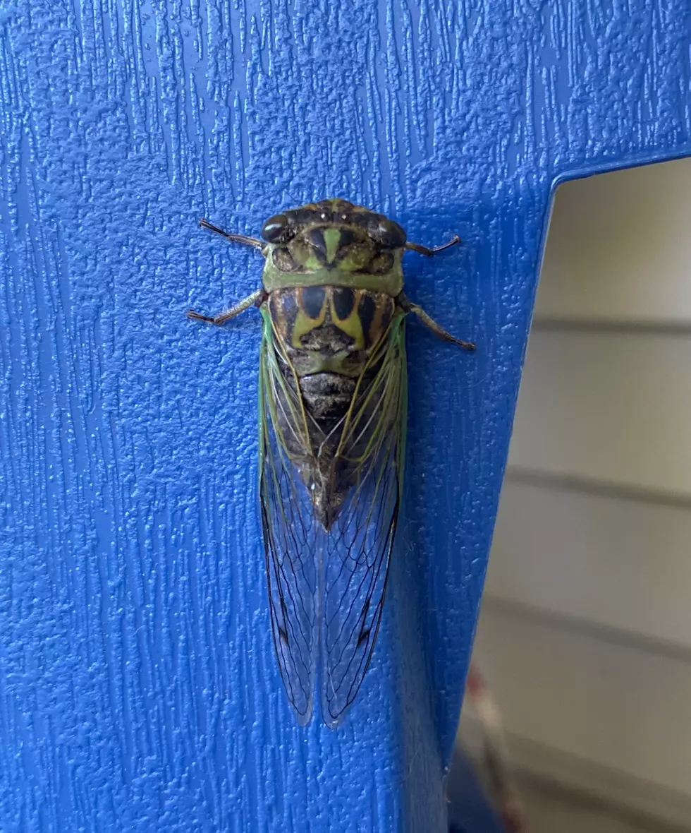 Cicadas, You Hate ‘Em Right?