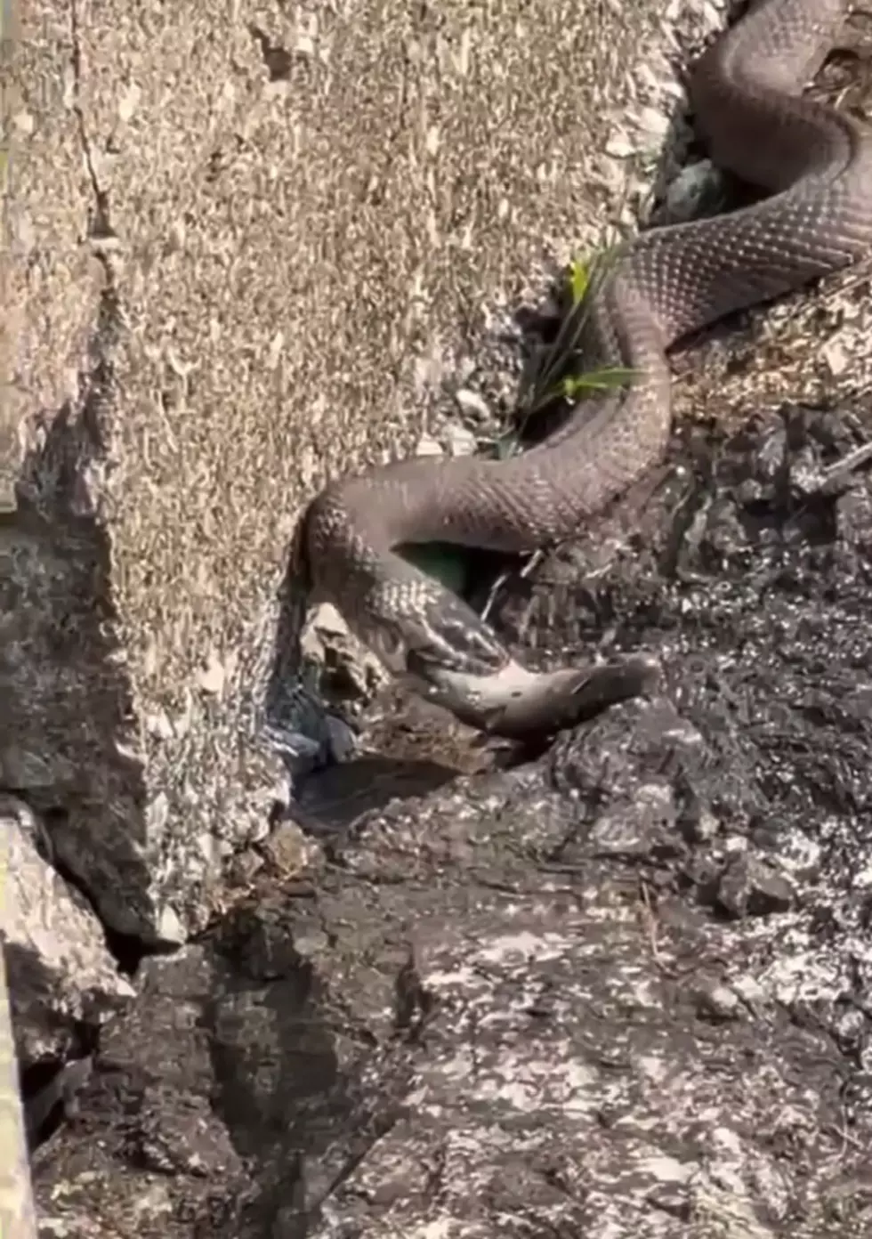 Watch a Massive Snake Eat a Fish Near a New York Lake