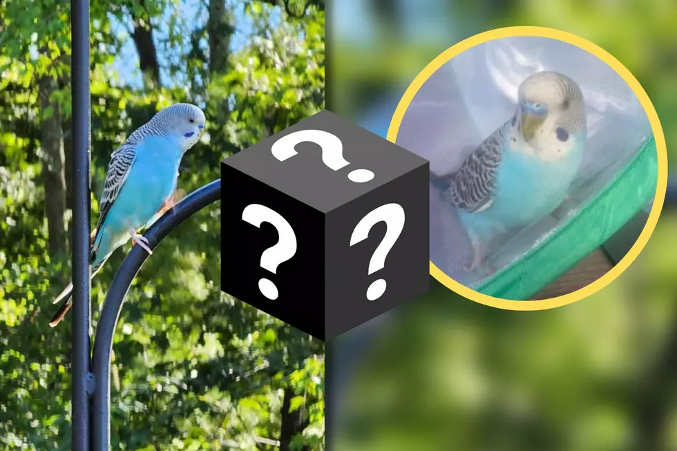 Mystery Surrounding Beautiful Missing Bird Deepens