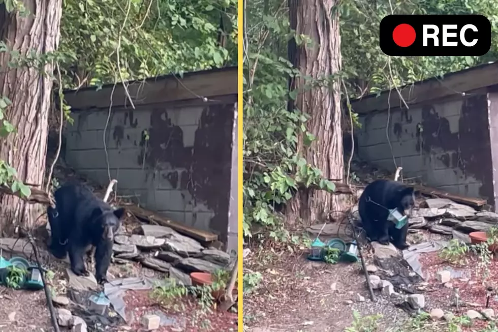 Video: Remarkably Chubby Bear Joins HV Family For A Snack