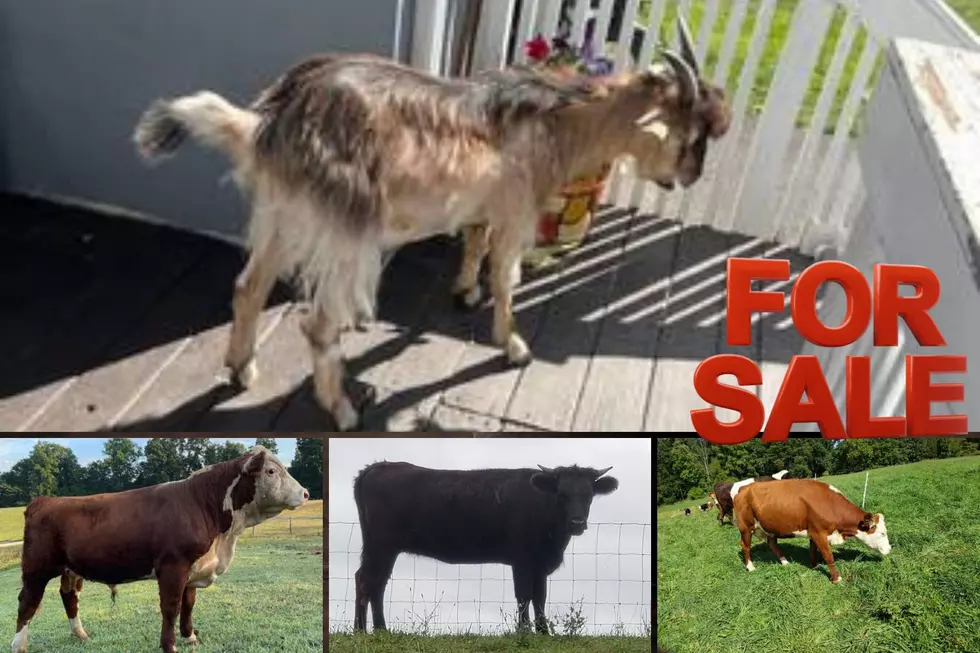 Actual Livestock is For Sale on Craigslist in the HV Right Now