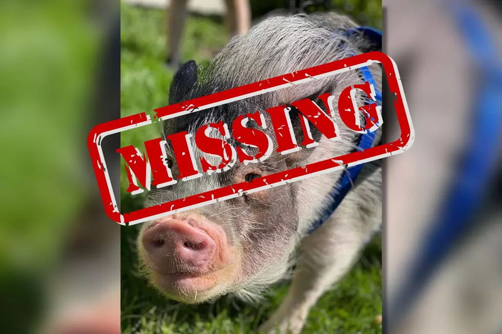 Have You Seen “Piggie Smalls”, the Missing Pig in Gardiner, NY?