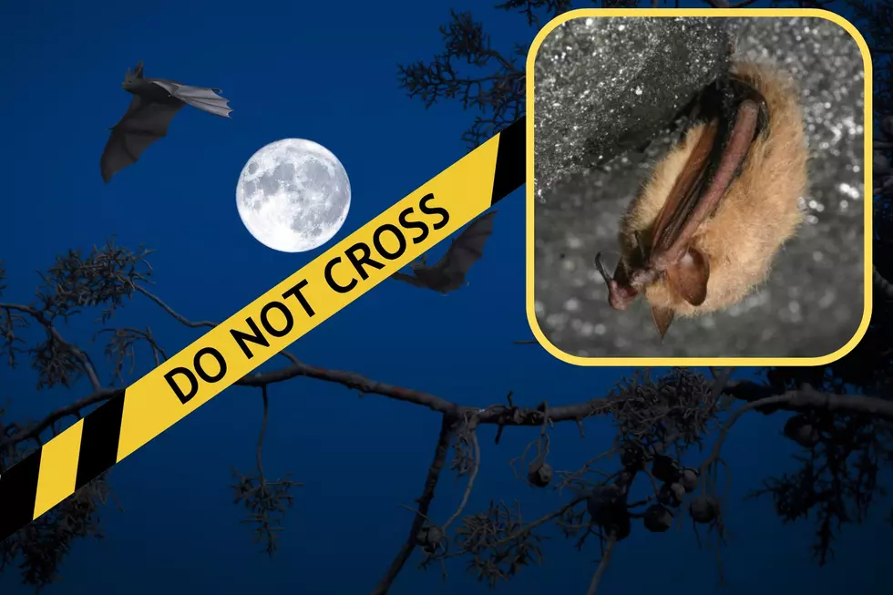 Expert Advice: Do this One thing To Help Bats this Season
