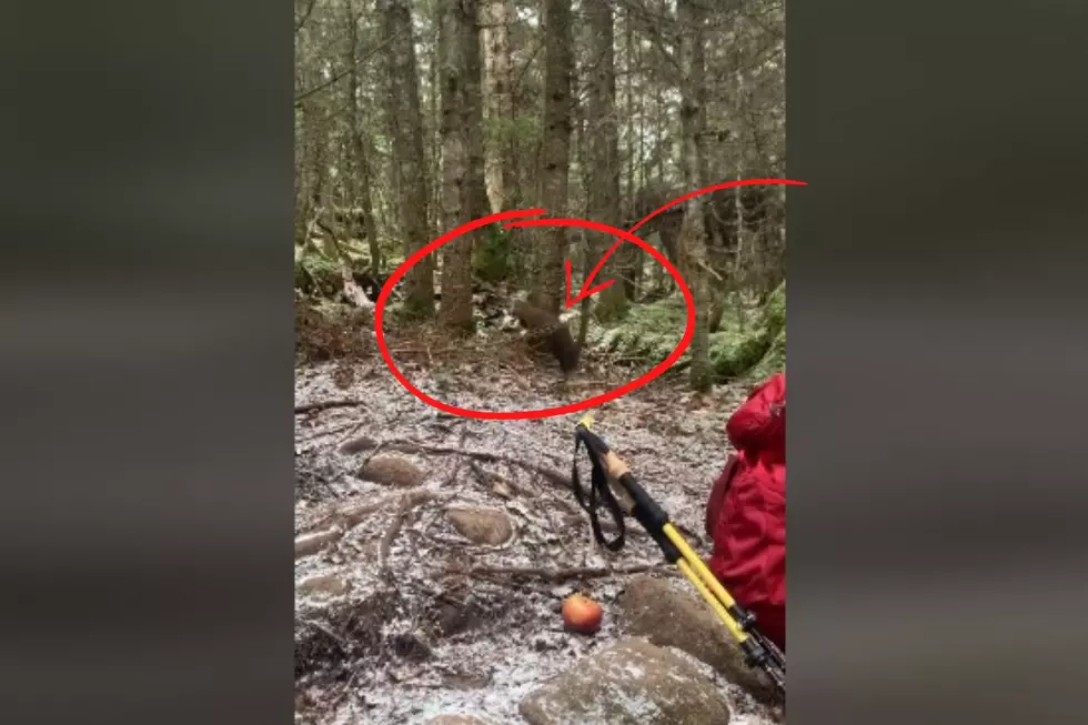 Rare Video: Tree-Dwelling Predator Caught On Camera By DEC