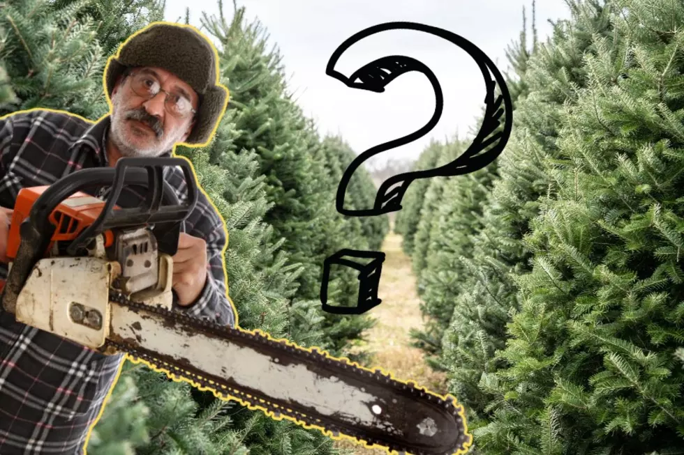Can You Legally Cut A Christmas Tree On Public Property In New York?