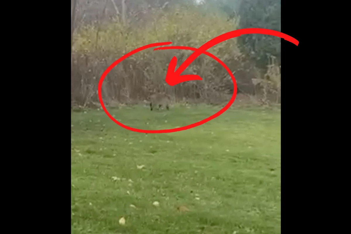 Predator Catch Video:
