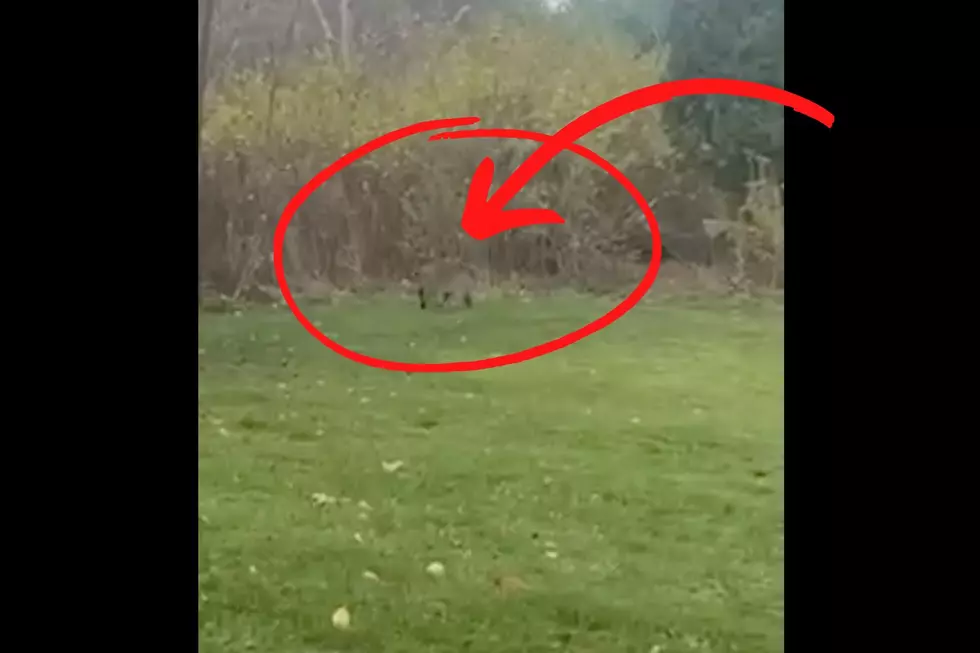Video: Depredador captado por cámara en un parque en el Hudson Valley
