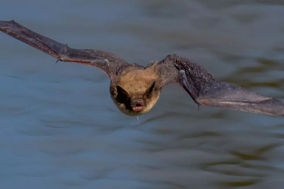 &#8220;Unbelievable&#8221; Bat Photos Go Viral In the Hudson Valley