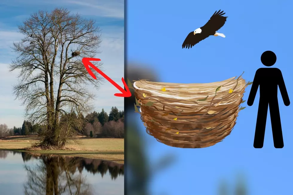 Mind-Blowing: Did You Know How Big Eagle’s Nests Can Be?