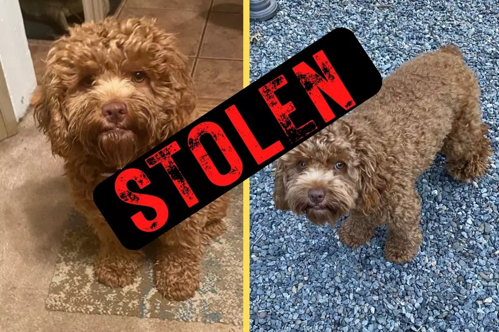 Reward: Dog Brazenly Stolen From Front Yard In Saugerties, NY