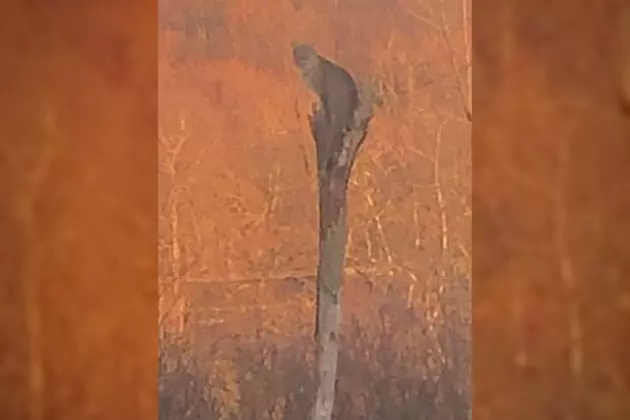 Predator Stalks from Treetop in Lagrangeville, New York