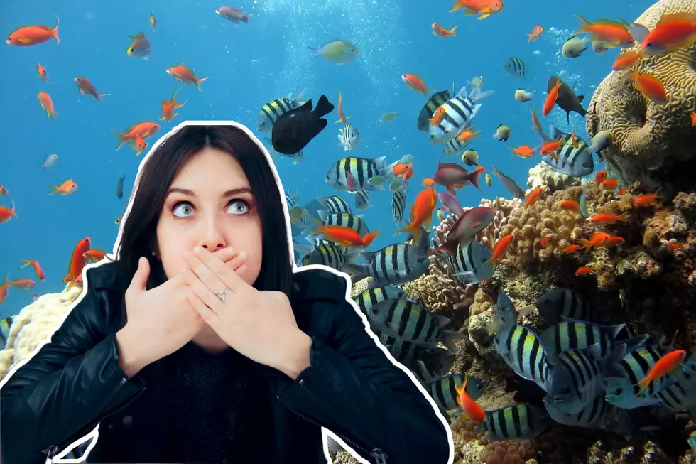 Viral TikTok Video with Cure for Hiccups Sounds &#8220;Fishy&#8221;