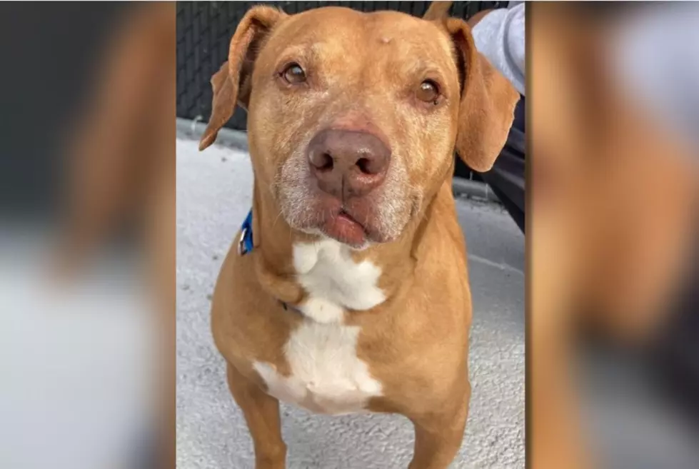 Lucas, a 7-year-old hound mix was found abandoned by the Putnam County SPCA (Credit: PSPCA)