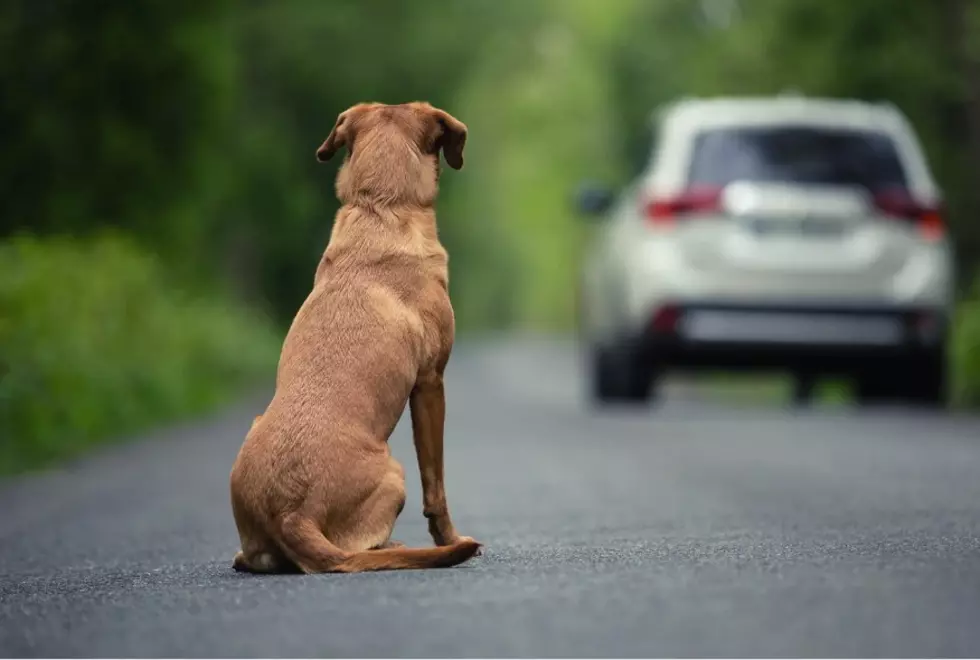 Local authorities say they've seen an increase in animal abandonment this year (fotorince via Canva)