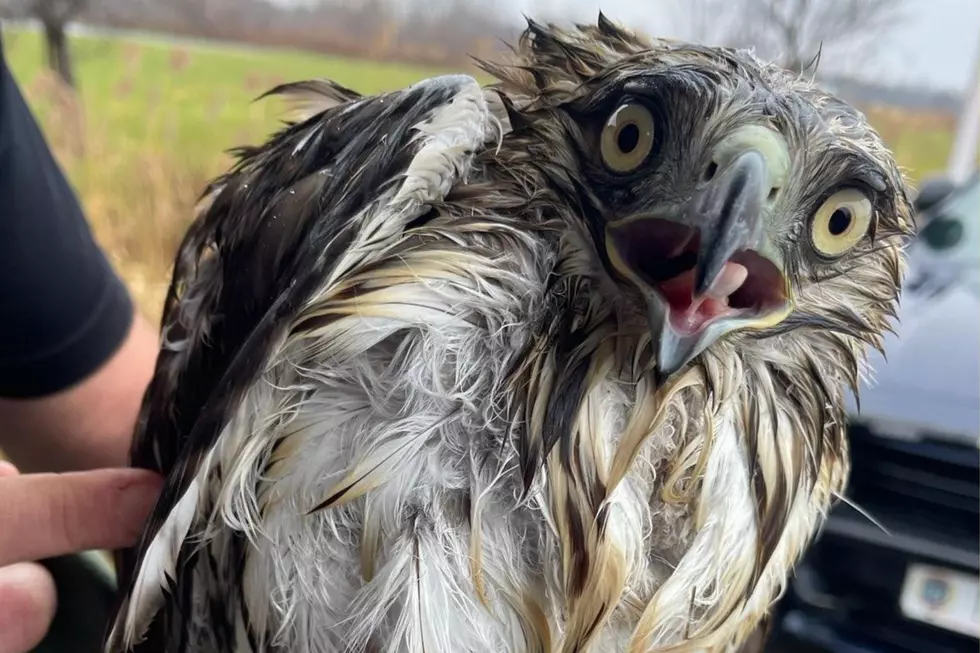 Remarkable Hawk Rescue After Scary Highway Accident