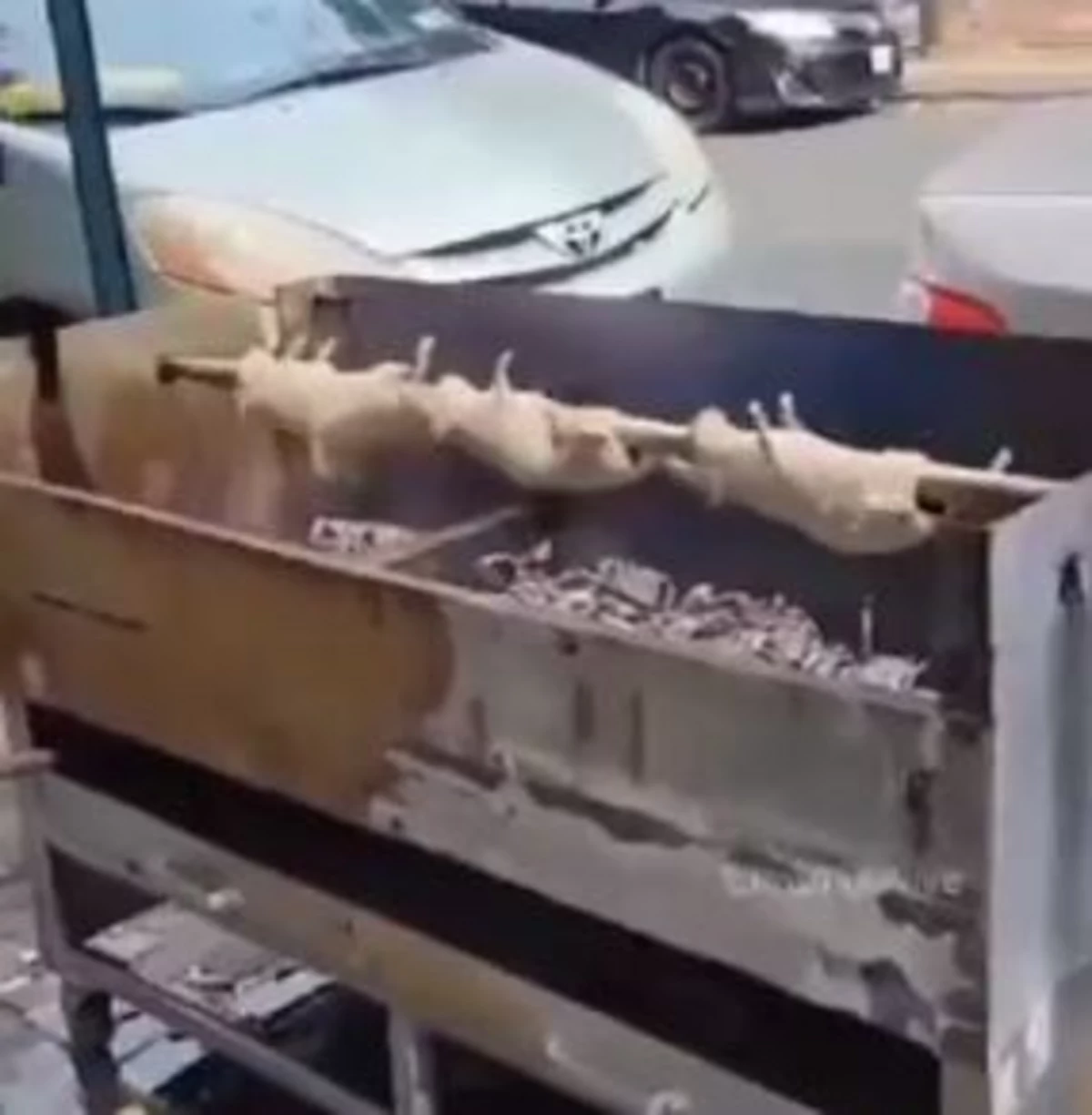 Parmesan Rats Are They Eating Rotisserie Rats in New York City?