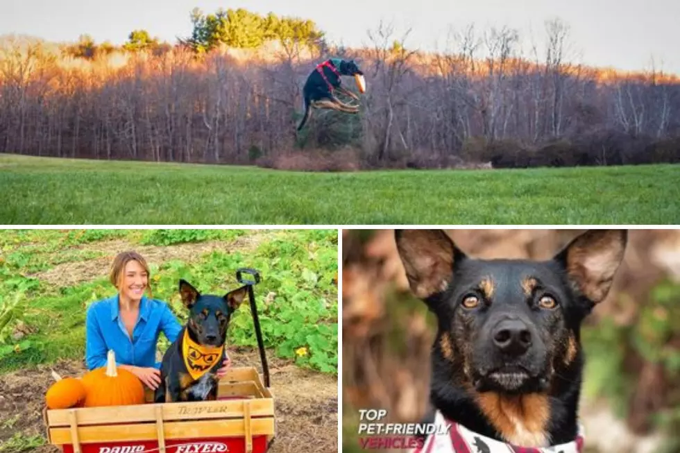 DCSPCA Adopted Pup Shines On Cover of CT Dog Magazine