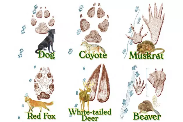 animal footprints identification
