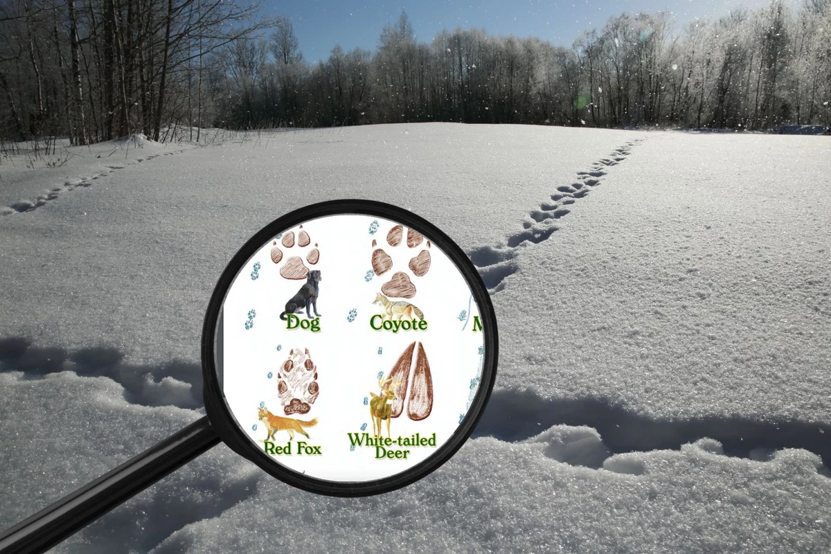 Deciphering Winter Animal Tracks  New York State Parks and Historic Sites  Blog
