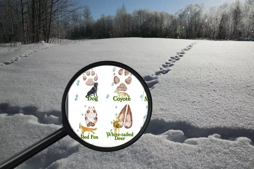 What Mysterious Hudson Valley Wildlife is Trekking Through Your Yard?