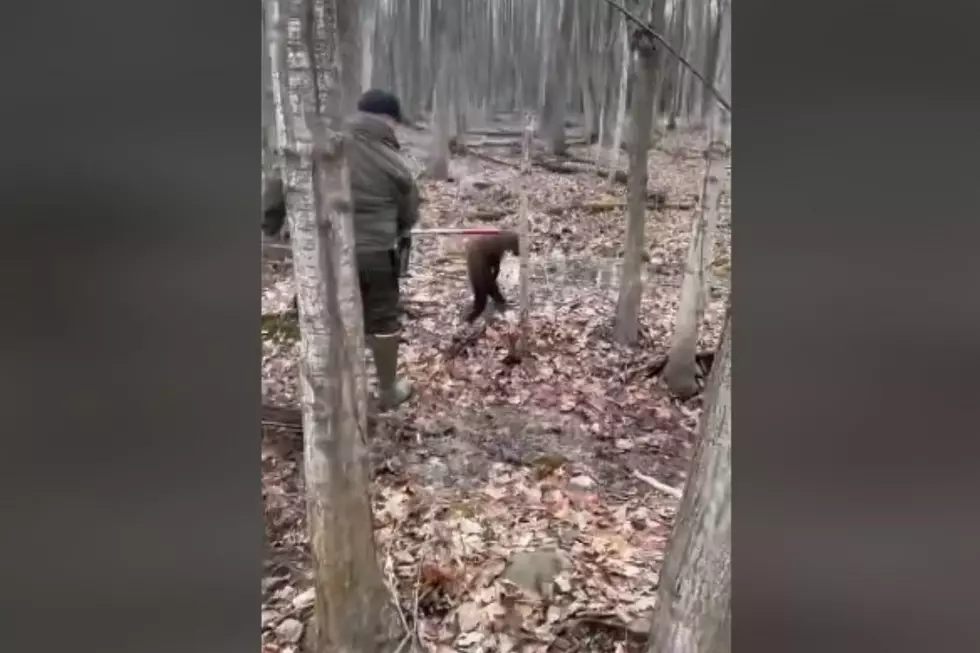 VIDEO: Remarkable Predator Freed from NY Trap