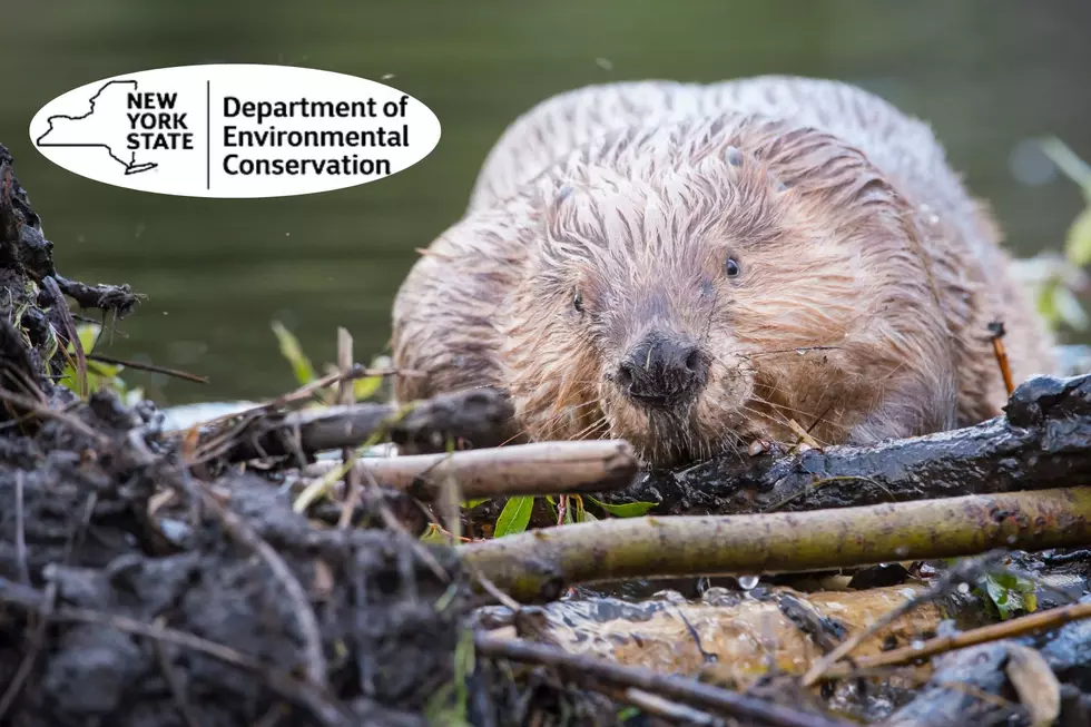 Is It Illegal to Clear a Beaver Dam on Private Property in New York?