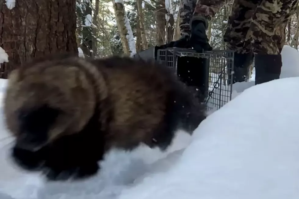 VIDEO: Awesome Predator Released in Upstate New York