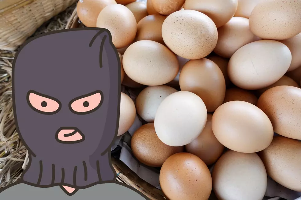Watch Out: Shameless Egg Scam Exposed in the Hudson Valley