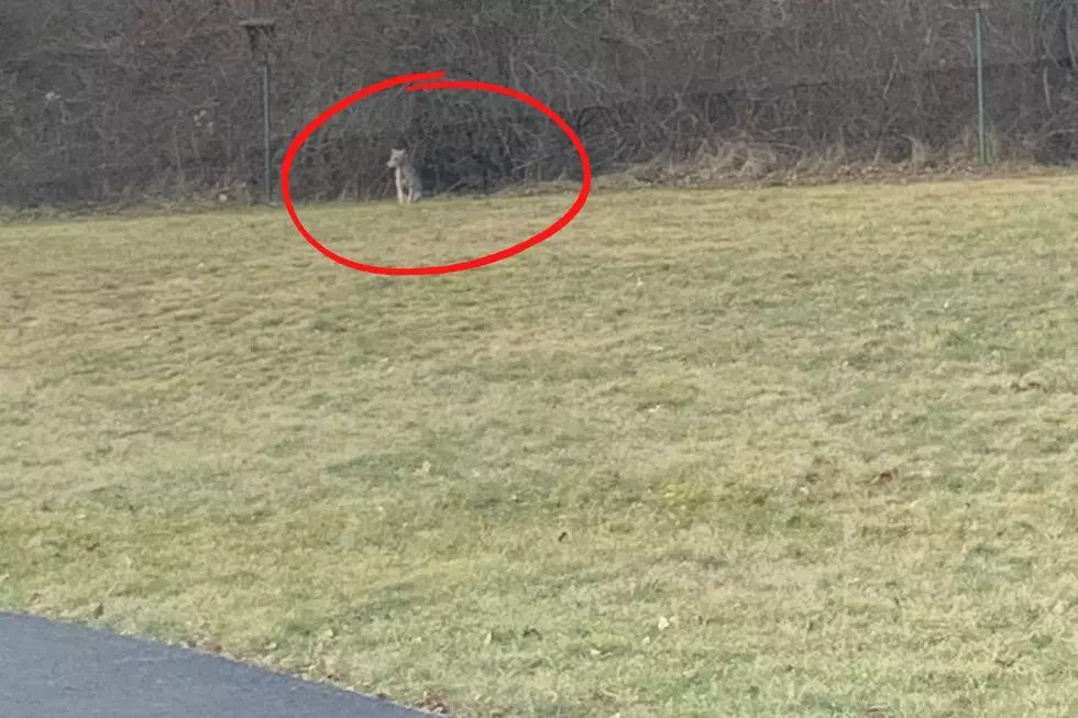 Daring Predator Shows Up at Hudson Valley Monastery