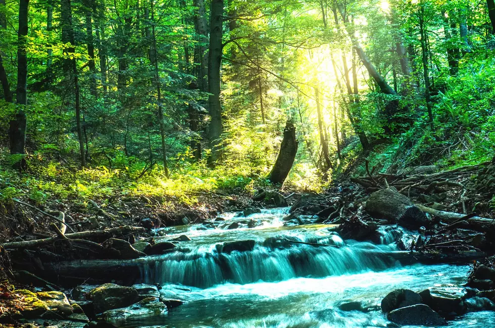 Established trees and shrubs near streams are a major help to the environment, says the DEC (Jahoo Clouseau via Canva)