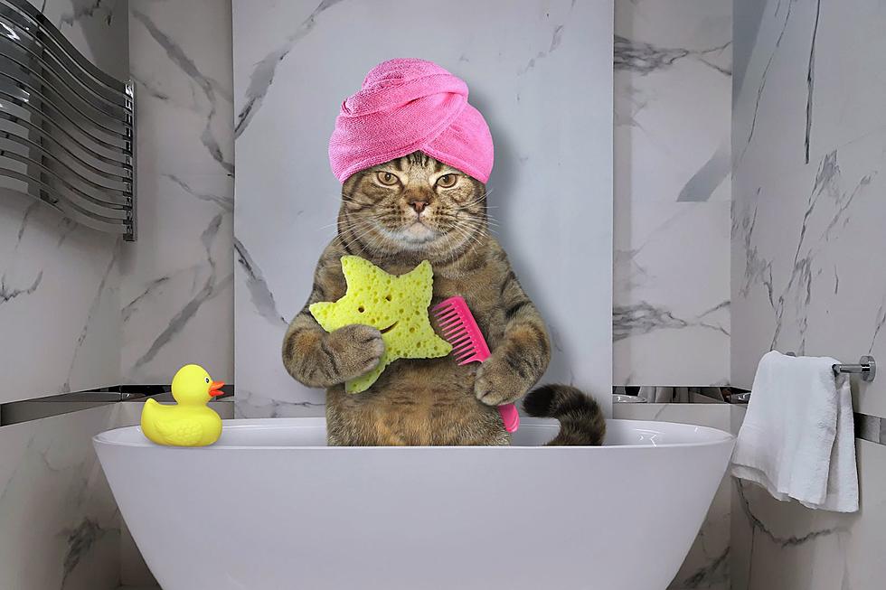 Luxury Cat Hotel To Offer 'Purrsonal' Cat Care Experience 