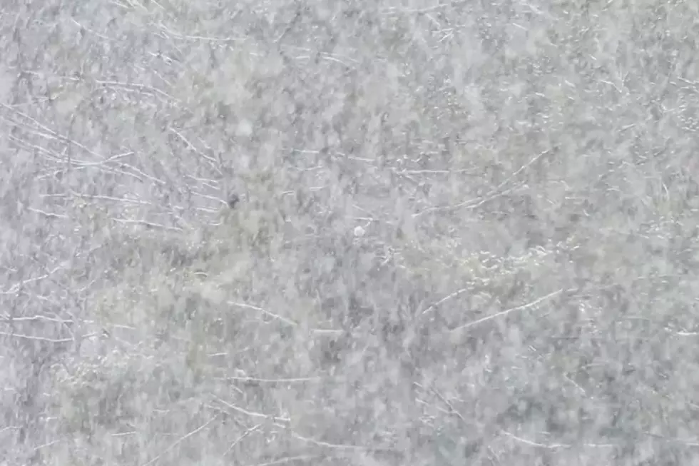 VIDEO: Can You Spot the Eagles Hidden in the New York Snow?