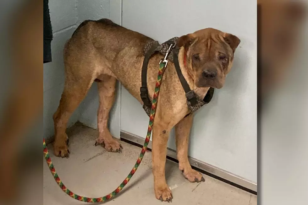 Ulster County SPCA via Facebook